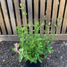 Nepeta 'New Dawn' - 3ltr pot