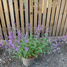 Nepeta 'Walkers Low' - 3ltr pot