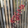 Rodgersia 'Chocolate Wings' - 3ltr pot