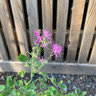 Thalictrum 'Thunder Cloud' - 3ltr pot