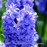 Hyacinth 'Delft Blue' - PACK of 3 bulbs