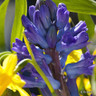 Hyacinth 'Delft Blue'