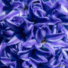 Prepared Hyacinth 'Delft Blue' - PACK of 3 bulbs