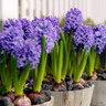 Prepared Hyacinth 'Delft Blue' - PACK of 3 bulbs