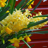 Prepared Hyacinth 'City of Haarlem' - PACK of 3 bulbs
