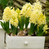 Hyacinth 'City of Haarlem '