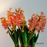 Hyacinth 'Gipsy Queen'