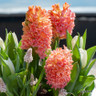 Hyacinth 'Gipsy Queen'