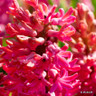 Hyacinth 'Jan Bos' - PACK of 3 bulbs