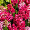 Hyacinth 'Jan Bos' - PACK of 3 bulbs
