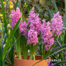 Hyacinth 'Pink Pearl' - PACK of 3 bulbs