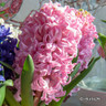Prepared Hyacinth 'Pink Pearl'