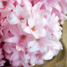 Hyacinth 'China Pink' - PACK of 3 bulbs