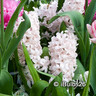 Hyacinth 'China Pink' - PACK of 3 bulbs