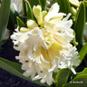 Hyacinth 'Carnegie'