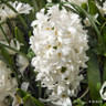 Hyacinth 'Carnegie'
