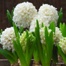 Hyacinth 'Carnegie'