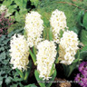 Prepared Hyacinth 'White Pearl' BULK - 25 or 50 bulbs