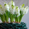 Prepared Hyacinth 'White Pearl'
