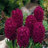 Hyacinth 'Woodstock' - PACK of 3 bulbs