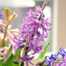 Hyacinth 'Purple Sensation'