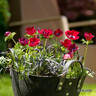 Anemone 'de caen Hollandia'