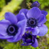 Anemone 'De Caen Mr Fokker'
