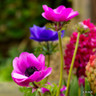 Anemone 'De Caen Sylphide'
