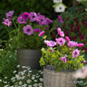 Anemone 'De Caen Sylphide'