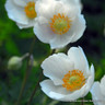 Anemone 'De Caen The Bride' BULK - 100 or 250 bulbs