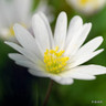Anemone nemorosa (Wood Anemone) - PACK of 7 bulbs