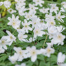 Anemone nemorosa (Wood Anemone) - PACK of 7 bulbs