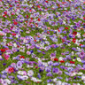 Anemone 'De Caen mixed'