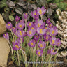 Crocus (species) tommasinianus 'Barrs' Purple' BULK 100 or 250 bulbs