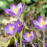 Crocus (species) tommasinianus 'Whitwell Purple' BULK 100 or 250 bulbs