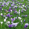 Crocus (species) 'Mixed' BULK - 100 or 250 bulbs