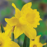 Yellow Trumpet Daffodil 'King Alfred' - 1.5kg bag