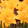 Yellow Trumpet Daffodil 'King Alfred' - 1.5kg bag