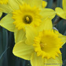Yellow Trumpet Daffodil 'King Alfred' - 1.5kg bag