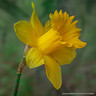 Yellow Trumpet Daffodil 'King Alfred' - 1.5kg bag