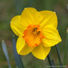 Large cup Narcissi 'Fortune' - 1.5kg