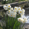 Double Daffodil 'Sir Winston Churchill' - BULK 25kg