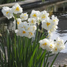 Double Daffodil 'Sir Winston Churchill' - 1.5kg