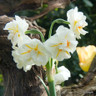 Double Daffodil 'Sir Winston Churchill' - 1.5kg