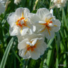 Double Daffodil 'Sir Winston Churchill' - 1.5kg