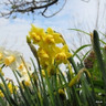 Double Daffodil 'Yellow Cheerfulness' BULK - 20kg