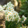 Tazetta Narcissi Geranium - 1.5kg