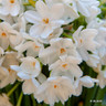 Tazette Narcissi 'Paperwhite'