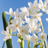 Tazette Narcissi 'Paperwhite'
