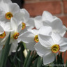 Poeticus Narcissi 'Pheasant Eye'